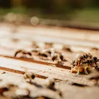 ilustrasi rayap/https://unsplash.com/BIanca&nbsp;Ackermann