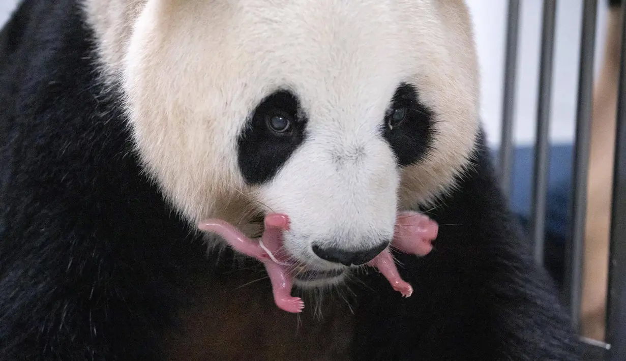 Ai Bao melahirkan anak-anaknya yang keduanya betina, Jumat lalu di Everland di Seoul.  Ai Bao dan bayinya yang baru lahir dalam keadaan sehat. (Handout / Everland / AFP)