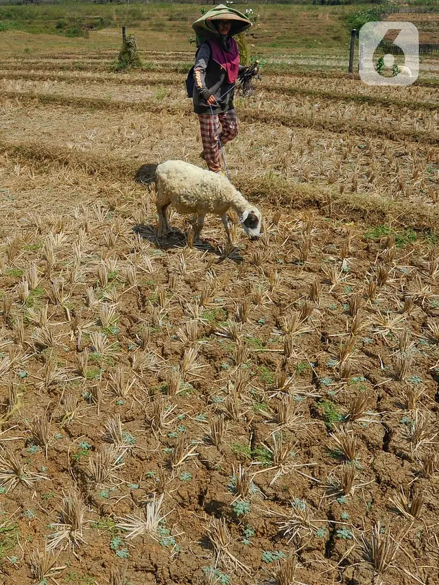 Kemarau Panjang Akibat El Nino