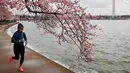 Seorang wanita berolahraga melintas di bawah pohon Sakura yang sedang mekar di Washington (4/2). Keindahan pohon Sakura saat bunganya bermekaran ini menjadi daya tarik wisatawan. (AP Photo/Jacquelyn Martin)