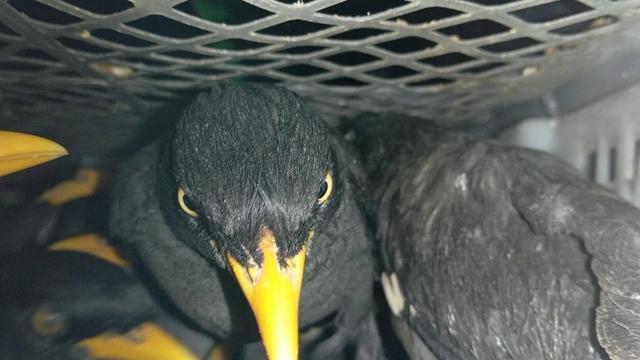 Upaya penyelundupan ribuan burung tanpa dilengkapi  dokumen yang sah berhasil digagalkan. Foto (Istimewa)