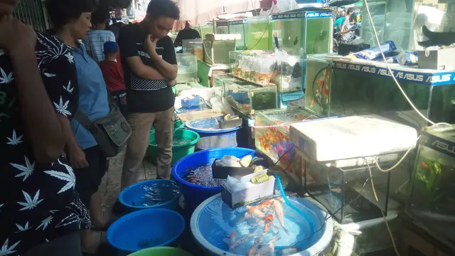 Matinya Perdagangan Ikan Aligator di Pasar Tradisional Palembang
