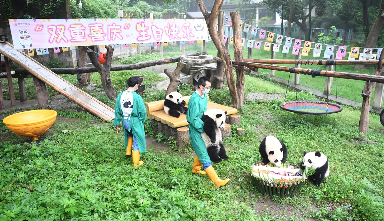 Para staf mengurusi panda-panda raksasa di Kebun Binatang Chongqing, China (23/6/2020). Kebun Binatang Chongqing menggelar sebuah pesta ulang tahun untuk empat ekor panda raksasa yang menginjak usia satu tahun, yakni Shuangshuang, Chongchong, Xixi, dan Qingqing. (Xinhua/Tang Yi)