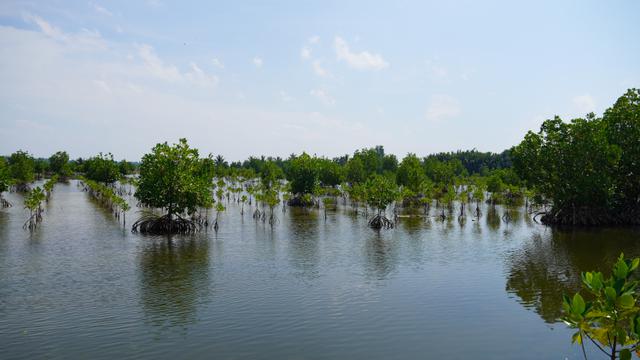 Targetkan 31.380 Hektar, BRGM Gencarkan Program Rehabilitasi Mangrove M4CR di Kaltara