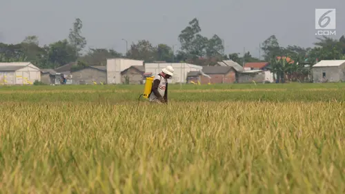 Petani menyemprotkan obat pembasmi hama padi jenis Jarong (unggulan) di Kawasan Bekasi-Jakarta, Selasa (2/7/2019). Hasil panen padi kali ini para petani kurang memuaskan akibat cuaca yang tidak menentu dan serangan hama. (merdeka.com/Imam Buhori)