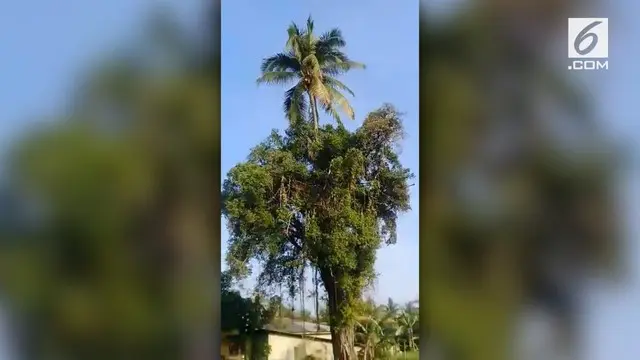 Media sosial dihebohkan dengan beredarnya video yang menunjukkan pohon kelapa tumbuh di atas pohon beringin.
