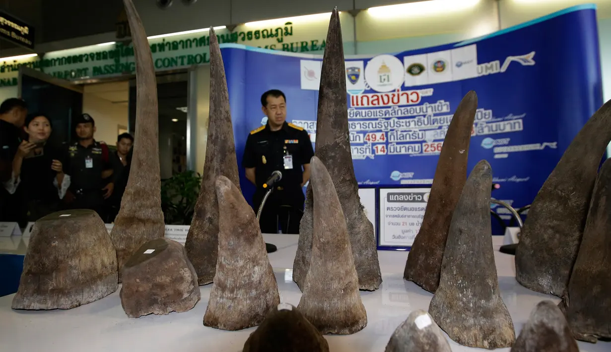 Puluhan tanduk badak yang berhasil disita ditampilkan saat konferensi pers di kantor bea cukai di bandara Suvarnabhumi, Bangkok, Thailand (14/3). Pemerintah Thailand telah menyita 21 tanduk badak. (AP Photo/Sakchai Lalit)