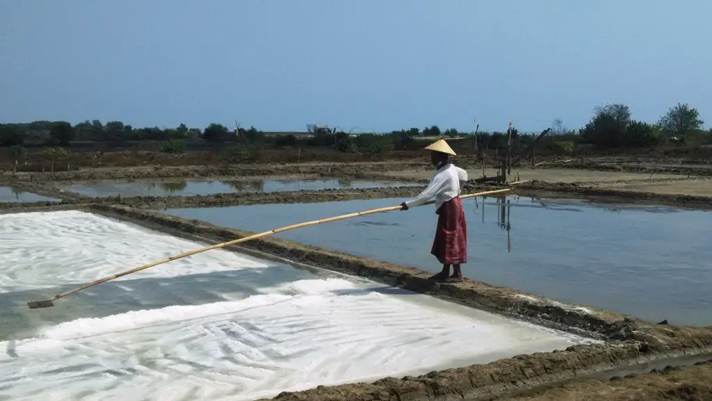 Para petani garam di Kedung Jepara memanen garam yang tahun 2017 berasa manis. (foto : Liputan6.com/edhie prayitno ige)