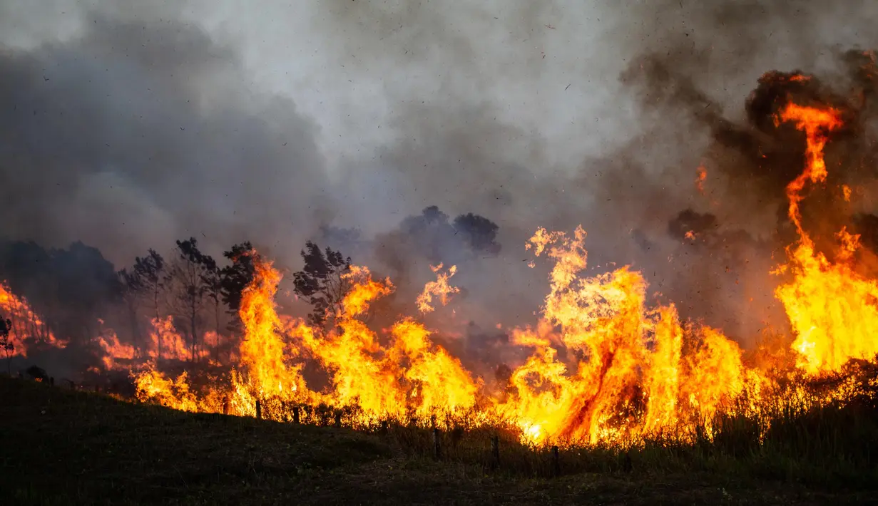 <p>Ratusan hektar lahan telah terbakar selama dua hari terakhir. (Al ZULKIFLI/AFP)</p>