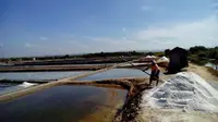 seorang petani sedang memanen garam di Pademawu, Kabupaten Pamekasan