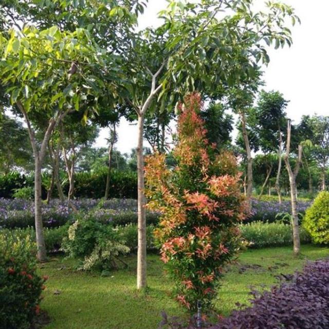 Taman Harmoni Keputih