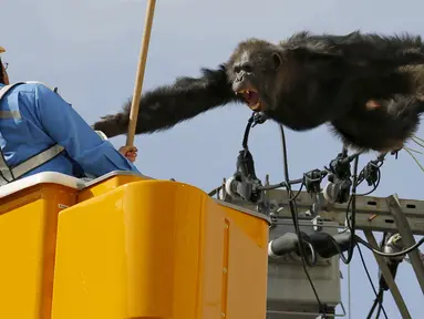 Simpanse jantan bernama Chacha berusaha menyerang petugas ketika hewan primata berusia 24 tahun itu memanjat sebuah tiang listrik, setelah kabur dari Kebun Binatang Yagiyama Zoological Park di Kota Sendai, Jepang, Kamis (14/4). (Reuters/ Kyodo)