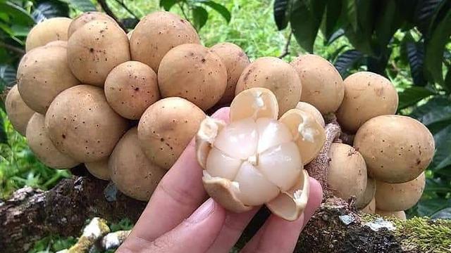 Manfaat Buah Duku untuk Tubuh