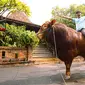 Berikut potret sapi Wariso yang diboyong dari Jawa Tengah yang memiliki berat lebih dari 1 ton. Irfan tampak begitu senang akhirnya bisa memboyong Wariso ke Jakarta. Presenter kondang itu tampak naik di atas sapi Wariso. [Instagram/irfanhakim75]