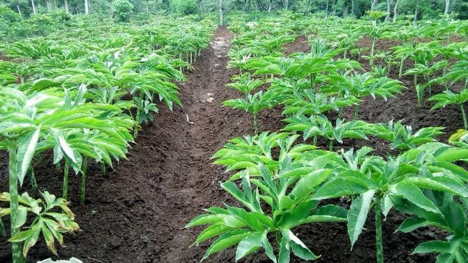 Torang Semua Tanam Porang  NTT Budidaya Porang  di  10 