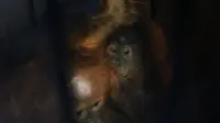 Dua ekor orangutan yang gagal diselundupkan dari Kota Dumai tujuan Malaysia. (Liputan6.com/M Syukur)