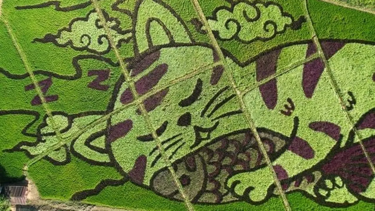 Gambar kucing tidur yang dibuat oleh petani sekaligus seniman di atas sawahnya di Thailand. (Photo: Thaiger via US News)