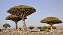 Di Socotra, Yaman, ada pohon Darah Naga yang getahnya berwarna merah. Uniknya, pohon yang berbentuk seperti jamur atau payung ini tumbuh di daerah yang kering dan hidupnya dapat mencapai lebih dari 300 tahun. (en.wikipedia.org)