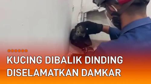 VIDEO: Terjebak Dibalik Dinding, Seekor Kucing Diselamatkan Petugas Damkar