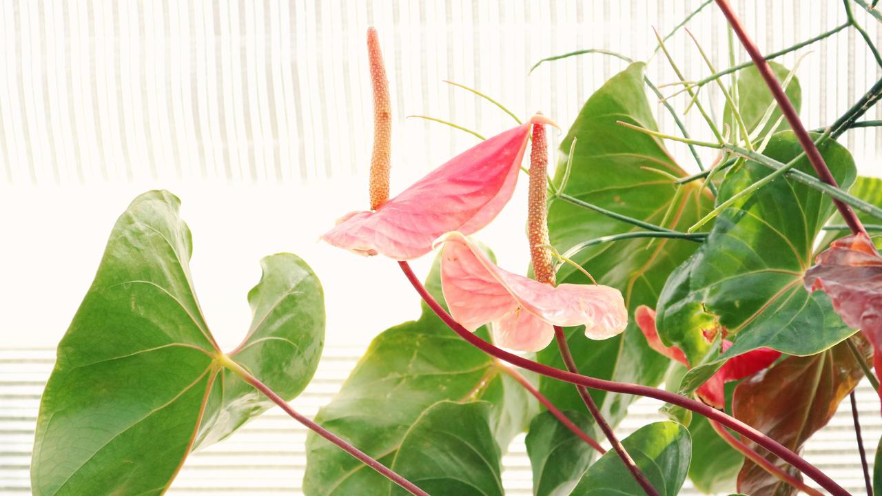 Anthurium Crystallinum dan Superbum