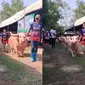 Penampakan sapi mini dalam momen kurban di Thailand (Sumber: Twitter/jellypastaa)