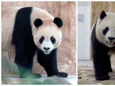 Pemerintah China mengirimkan sepasang panda raksasa, Suhail dan Thuraya ke Qatar pada Rabu (19/10/2022). (AP Photo, Lujain Jo)