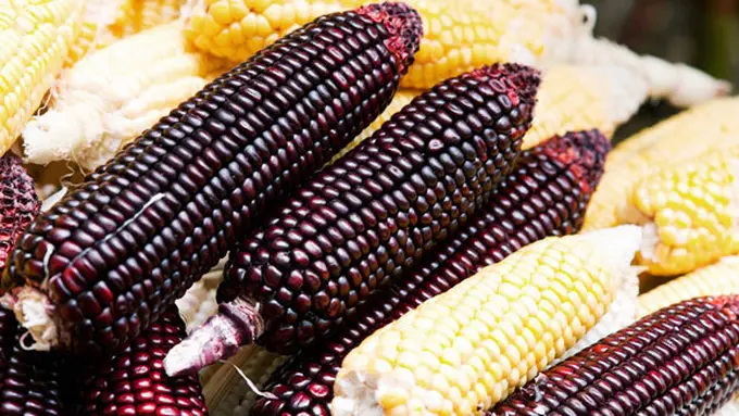 Courtesy ShutterStock.com