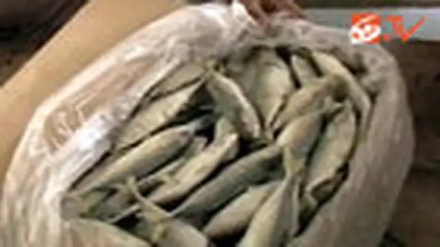 25 Ton Ikan Ditemukan Berformalin