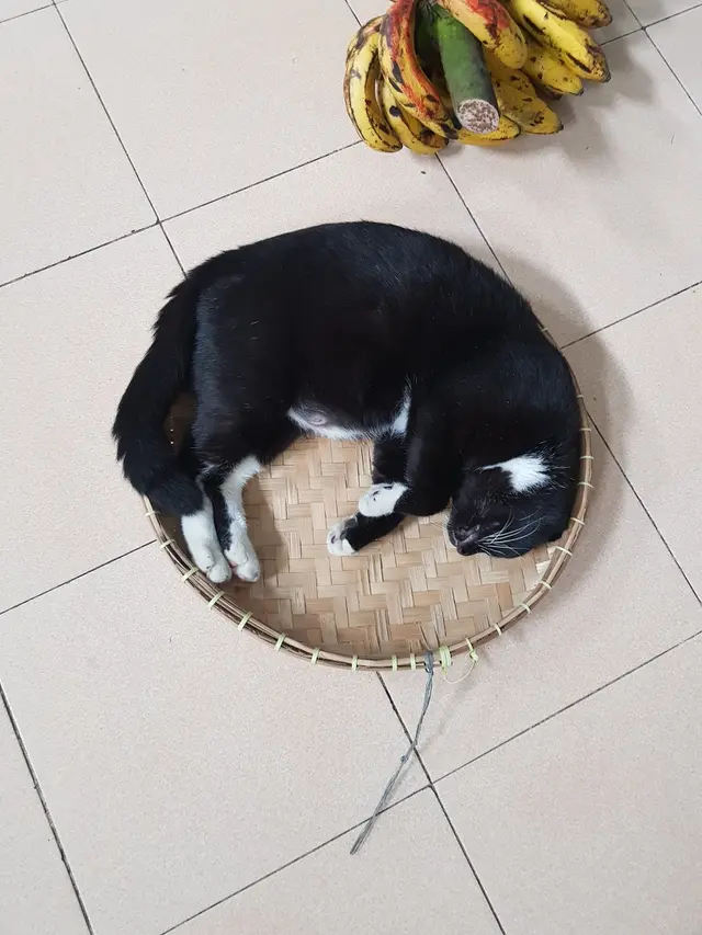 6 Kelakuan Pemilik Kucing ke Peliharaannya Ini Nyeleneh, Ada yang Dimasukkan Keresek