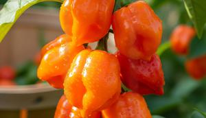 Cabe gendot/ Ilustrasi AI