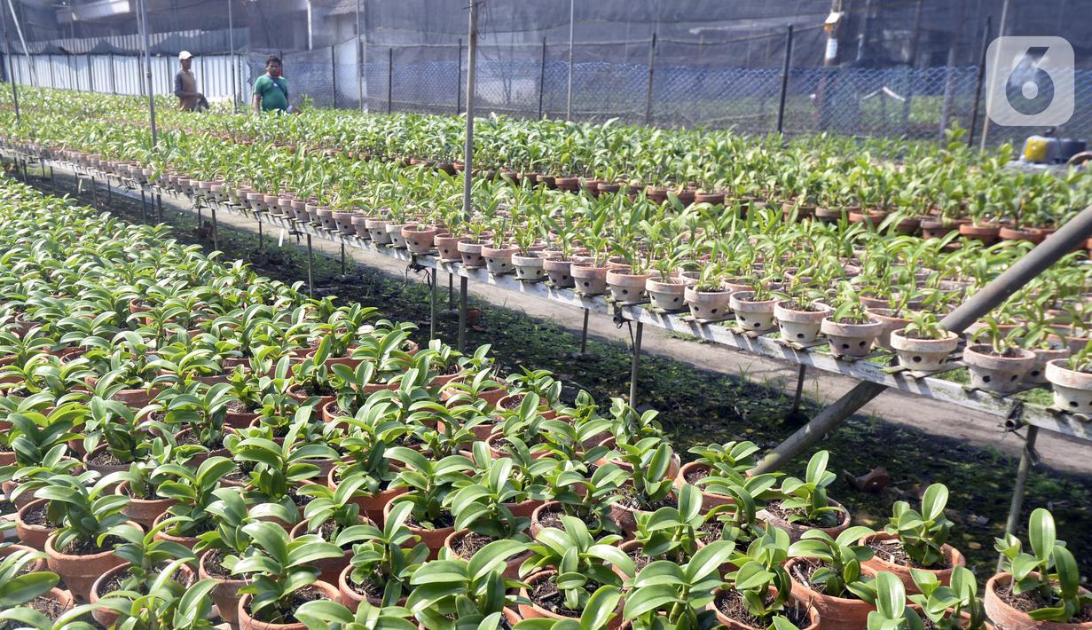 FOTO Melihat Budi Daya Anggrek Dendrobium di  Tangerang 