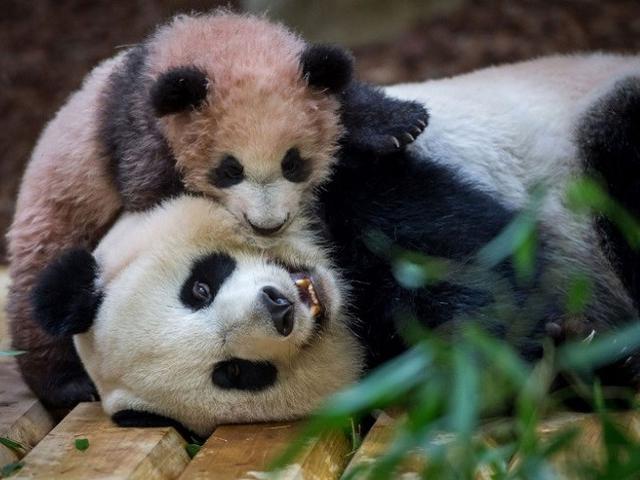 550 Gambar Hewan Panda Lukisan Gratis Terbaru