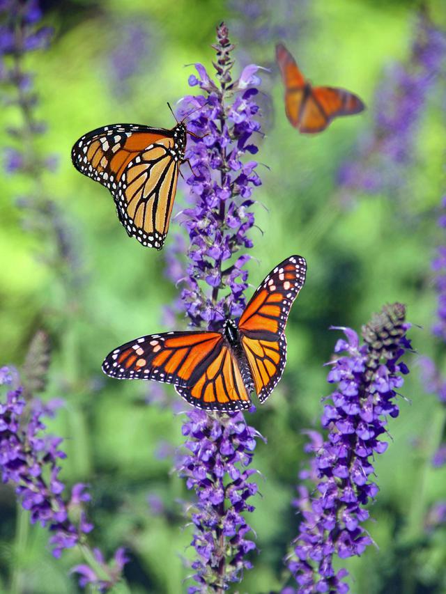 Ilustrasi keanekaragaman hayati