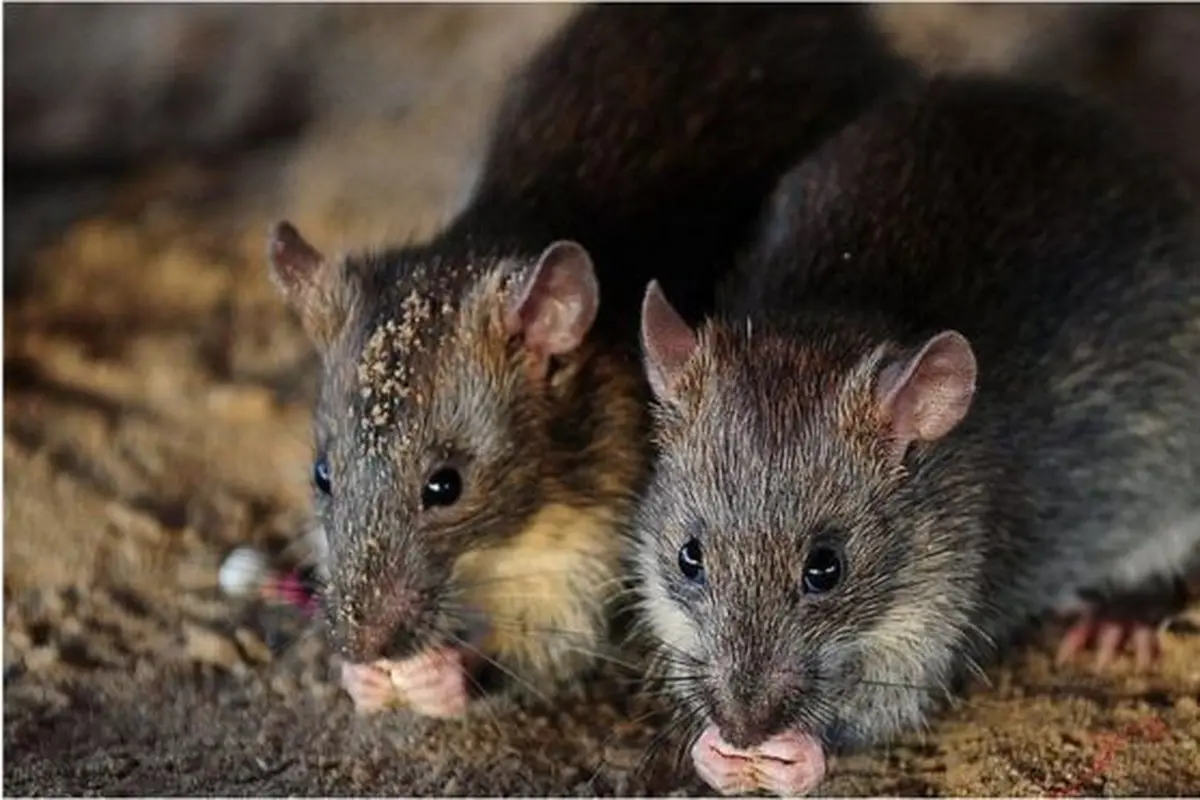 Tikus minum alkohol sitaan di Bihar India (AFP)
