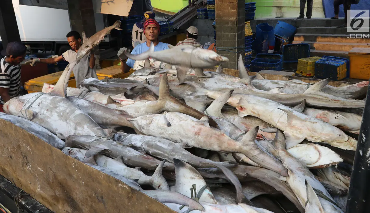 Pekerja tengah menurunkan ikan hiu di Muara Angke, Jakarta, Kamis (7/6). Sebanyak 70 persen tangkapan hiu di Indonesia dilakukan karena tidak disengaja. (Liputan6.com/Angga Yuniar)