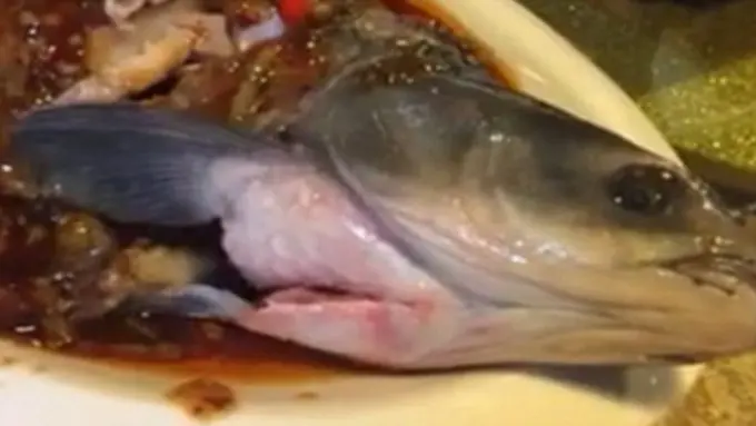 Ikan Zombie di Cina, Sudah Direbus, Diberi Saus, Hidup Lagi!