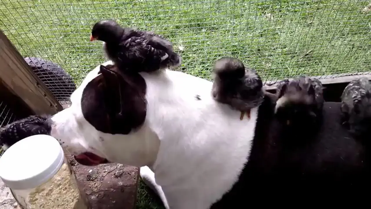 Anak Anjing Penyayang dan Segerombolan Anak Kalkun 