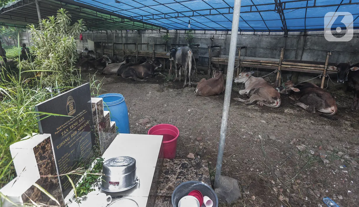 Pedagang hewan kurban mendirikan lapak dagangan di area Pemakaman Tionghoa, daerah Tanah Kusir, Jakarta, Selasa (21/7/2020). Menjelang Hari Raya Idul Adha, pedagang hewan memanfaatkan lahan kuburan untuk berjualan di tengah pandemi Covid-19 yang masih berlangsung. (Liputan6.com/Johan Tallo)
