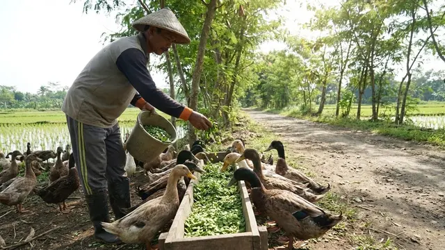 Tanaman Pakan Tambahan untuk Bebeka
