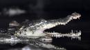 Buaya merupakan salah satu hewan purba yang tersisa di bumi ini. Diperkirakan telah hidup sejak 220 juta tahun yang lalu. Buaya masih banyak ditemukan hampir di seluruh kepulauan Indonesia.(AFP Photo / Orlando Sierra)