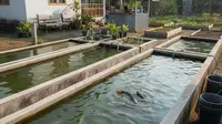 Cara Membuat Kolam Sederhana untuk Ternak Ikan Gabus di Rumah, Praktis dan Mudah
