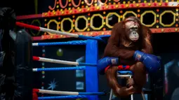 Seekor Orangutan mengenakan sarung tinju dan celana Muay Thai sebelum bermain kickboxing di Safari World di Minburi, Bangkok, Thailand, (13/9/2015). (EPA/Diego Azubel)