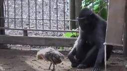 Seekor ayam berada di dalam kandang monyet Yaki bernama Nati di Taman Safari Ramat Gan, dekat Tel Aviv, Israel, Kamis (24/8). Monyet berusia 4 tahun tersebut selalu membawa sang ayam saat bermain. (AP Photo/Tsafrir Abayov)