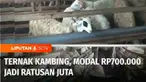 Bisnis ternak memang menjanjikan, di hari raya Iduladha ini kami akan mengajak Anda bertemu dengan Dian Fikri Yahya di Kota Semarang. Bermodalkan uang Rp700 ribu dirinya beternak kambing. Inilah Berani Berubah, Ternak Kambing Modal Rp700.000 Jadi Rat...