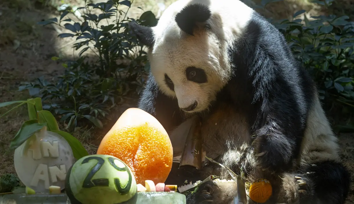 <p>Panda raksasa China An An merayakan ulang tahunnya yang ke-29 di Ocean Park di Hong Kong pada 28 Juli 2015. "Ocean Park dengan sangat sedih mengumumkan kepergian An An,". (AP Photo/Kin Cheung)</p>