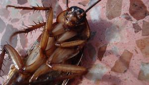 Ilustrasi kecoak (Pixabay)