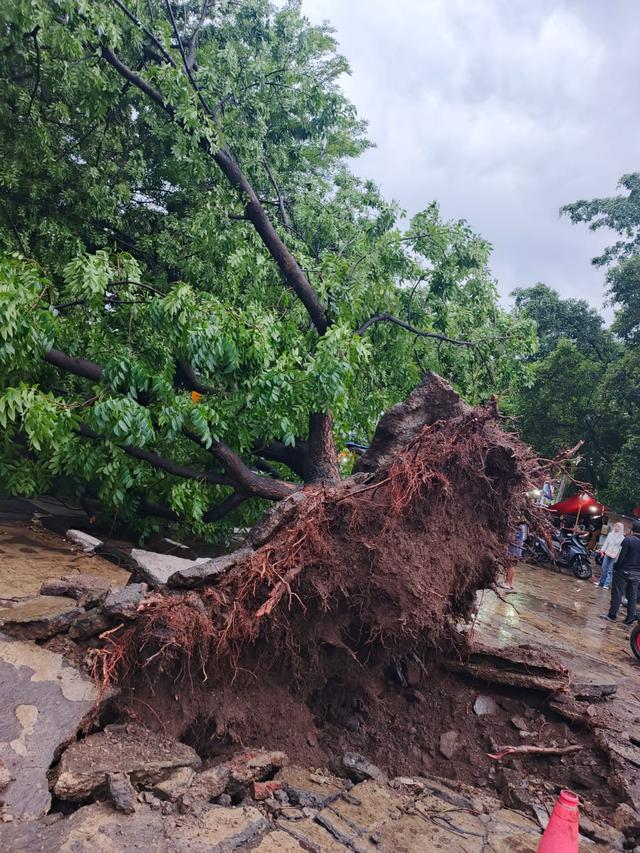 Pohon tumbang di Bandung