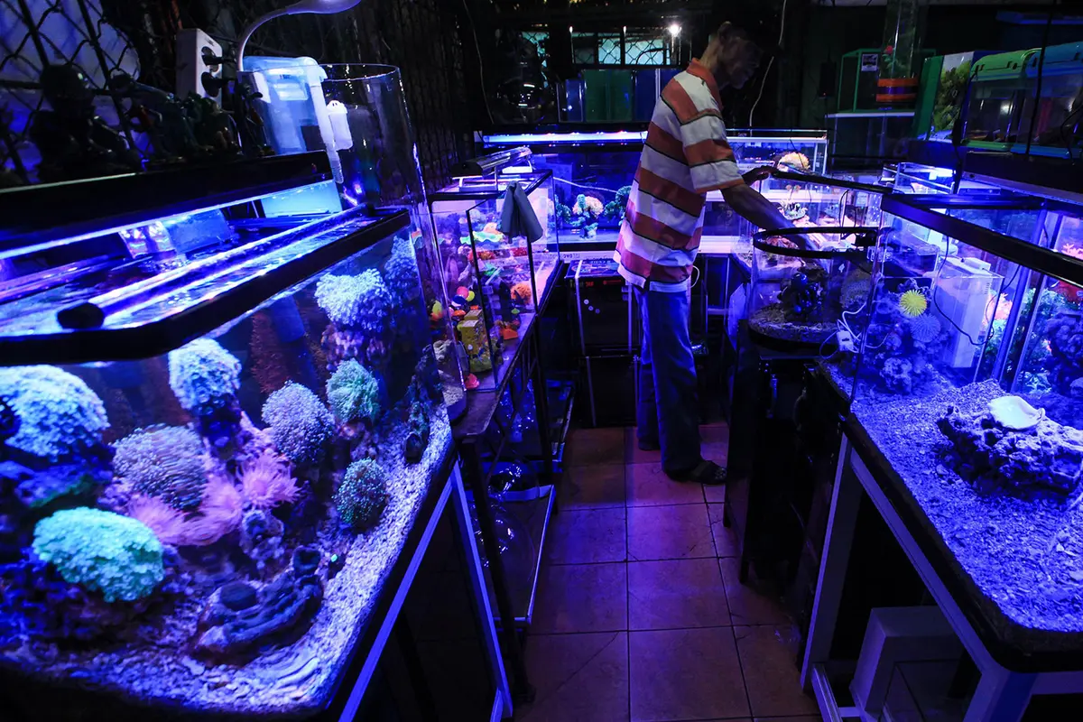 Penjual Ikan Hias