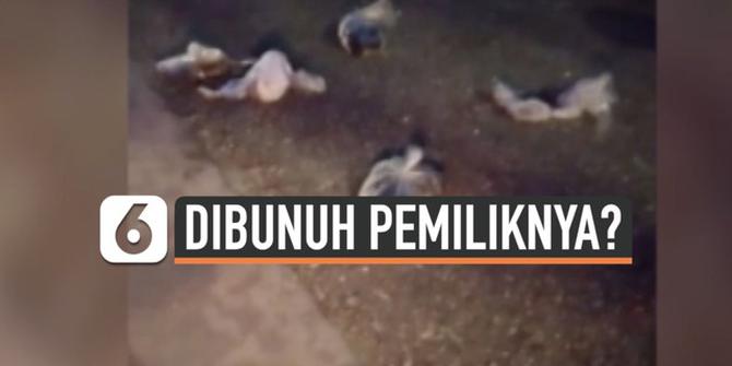 VIDEO: Misteri Puluhan Bangkai Kucing di Jalanan Kota Banjarmasin