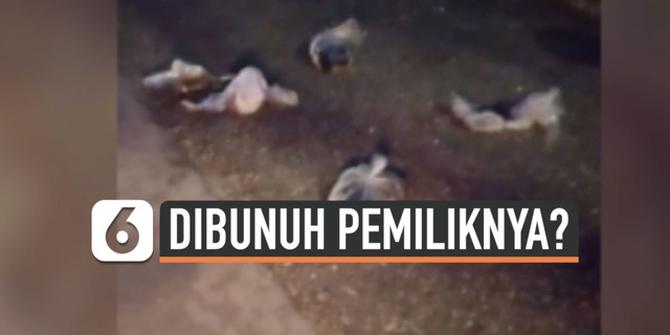 VIDEO: Misteri Puluhan Bangkai Kucing di Jalanan Kota Banjarmasin